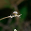 Tangle-veined Fly