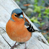 Common chaffinch male