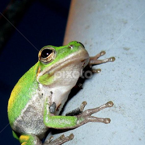Night Watcher by Dianne Stephens-Miller - Animals Other