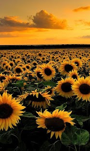 download Sunflower Falling Wallpaper free