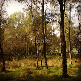 Woods by Alina Jumabhoy - Instagram & Mobile iPhone