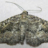 Somber Carpet Moth