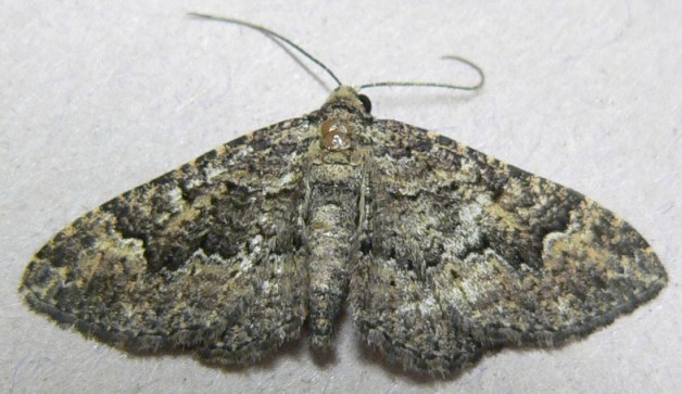 Somber Carpet Moth