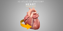 Heart 3D Anatomy Lite APK