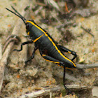 Eastern Lubber Grasshopper (young)
