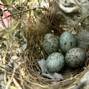 Mocking bird eggs