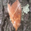 White-dotted Prominent Moth