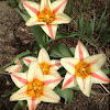 Yellow and red striped tulip
