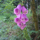 Purple Foxglove