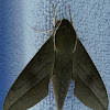 The Verdant Hawk Moth