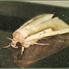 Leucania Noctuid Moth