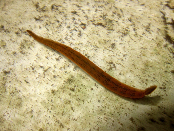 Freshwater Leech