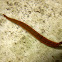 Freshwater Leech