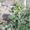 Chenopodium murale (Cenizo, salao verde)