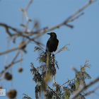 North Western Crow