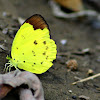 CHOCOLATE GRASS YELLOW Butterfly