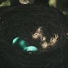 Robin's eggs&babies + short video