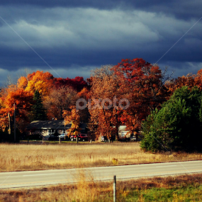 God's Canvas by Ken Orr - Nature Up Close Trees & Bushes