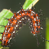 Mexican Fritillary Caterpillar
