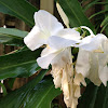 White butterfly flower also known as Mariposa in Spanish and white ginger lily