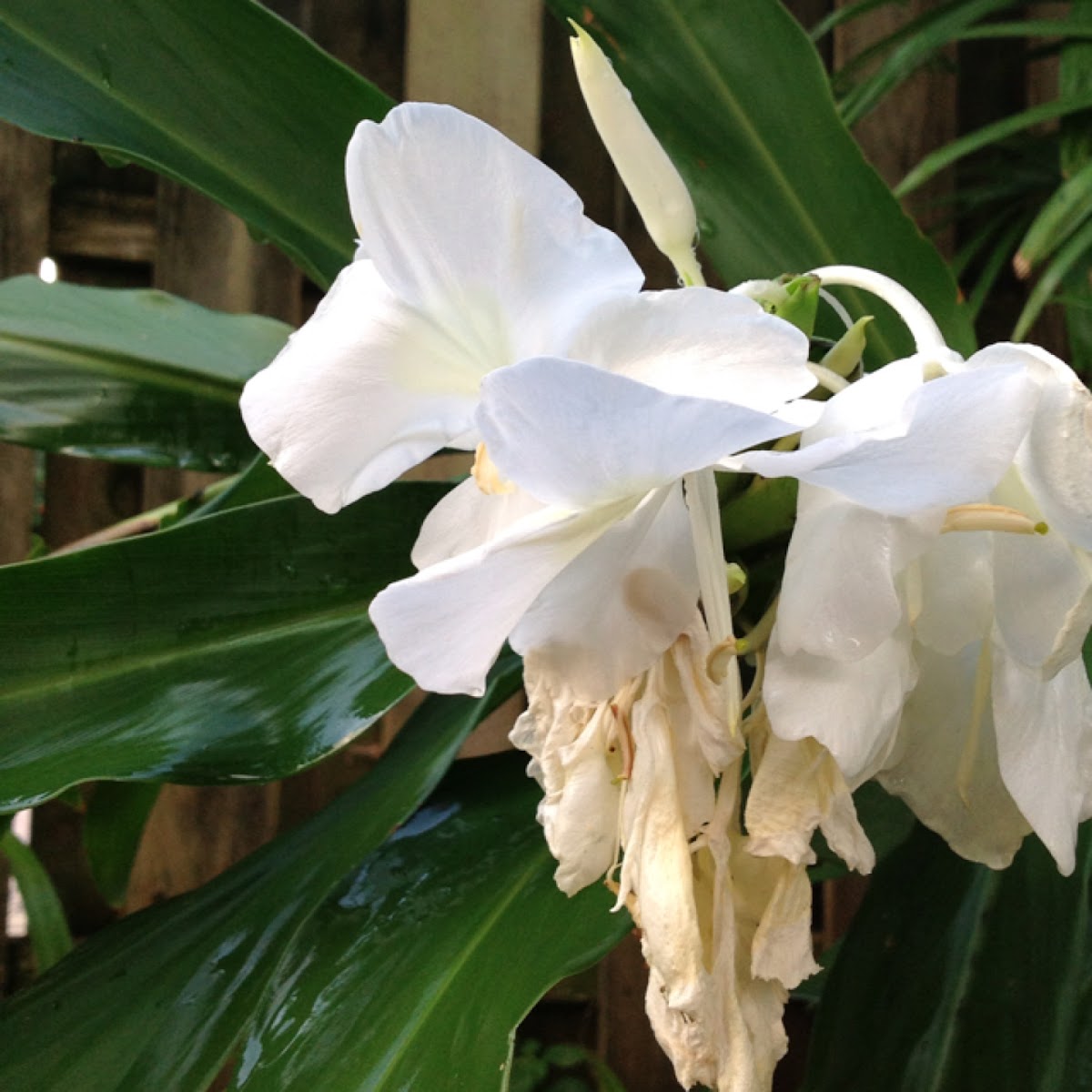 White Butterfly Flower Also Known As Mariposa In Spanish And White Ginger Lily Project Noah