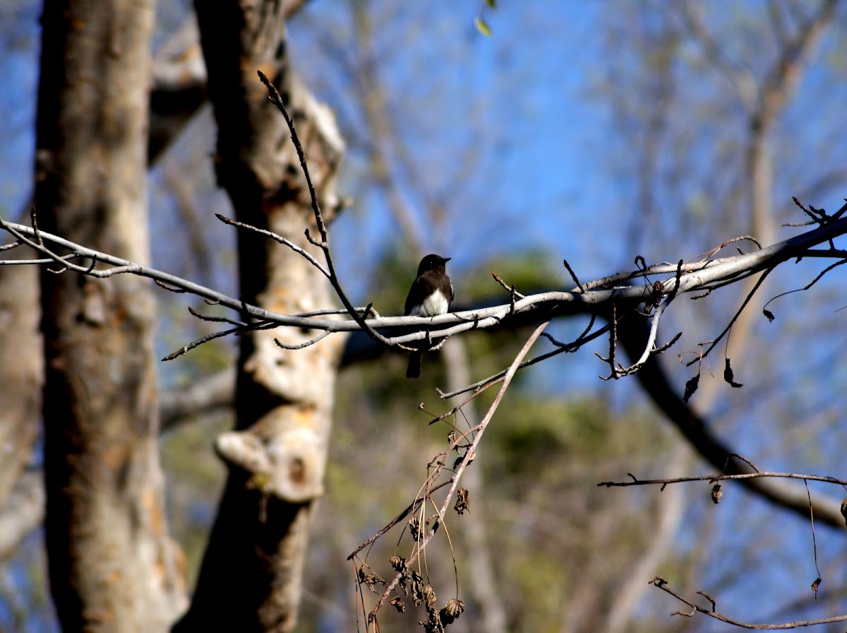 Black phoebe