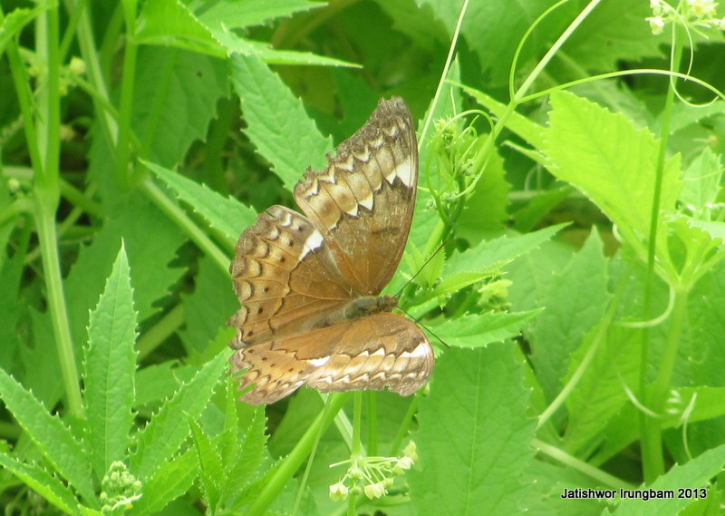 Large Yeoman (Female) Project Noah