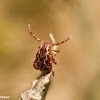 American Dog Tick