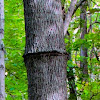 Hickory Tree Ring-barked by Sapsucker - bird