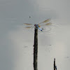 Blue Dasher