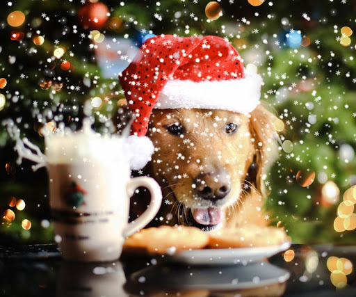 dog christmas wallpaper