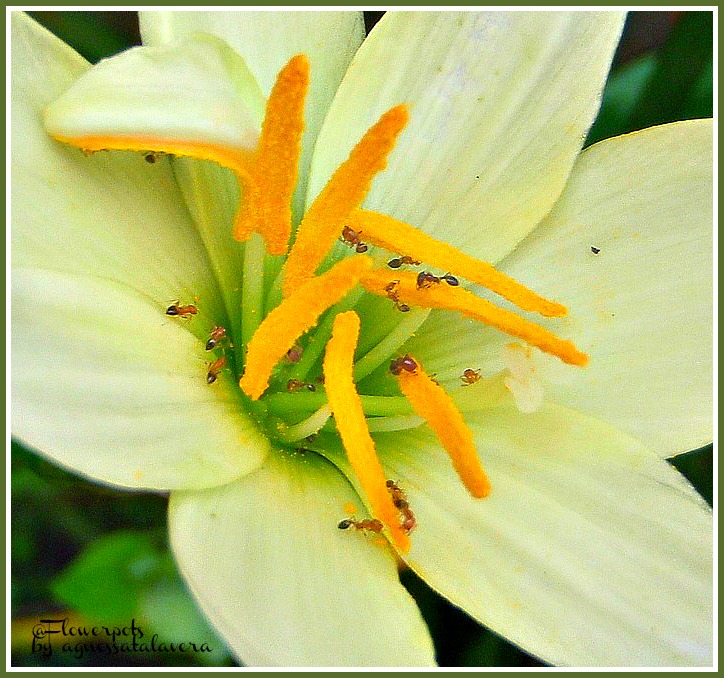 Fire Ants (on Zephyr Lily)