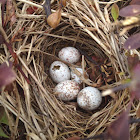 Black-Capped Chickadee Eggs