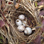 Black-Capped Chickadee Eggs