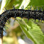 Buckeye Caterpillar