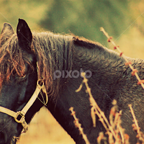 by BJ Williamson - Animals Horses