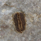 Ootheca