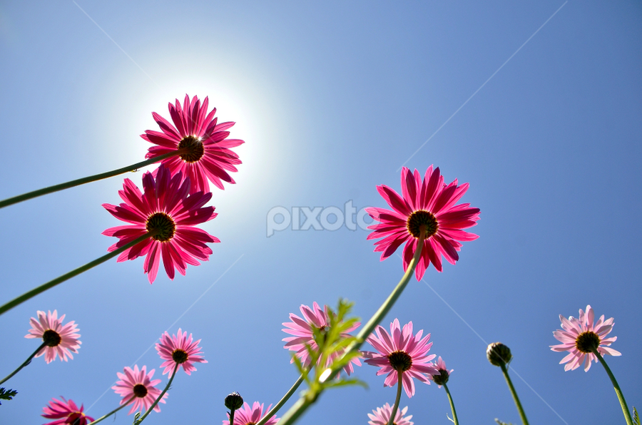 Mothers day 2 by Randy Young - Flowers Flowers in the Wild