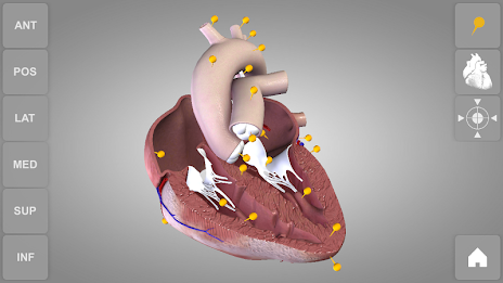 Heart 3D Anatomy Lite poster 6