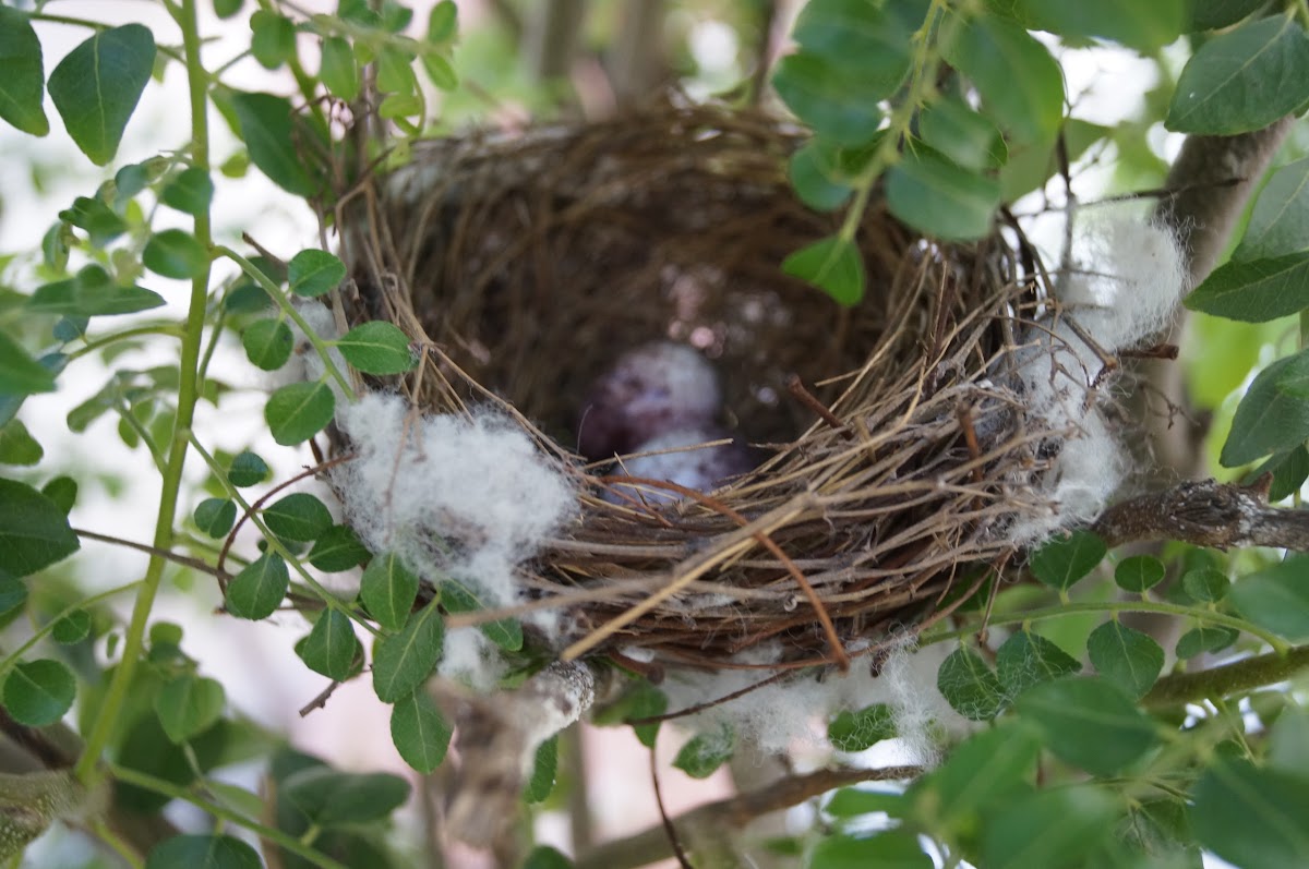 Red-vented Bulbul's nest