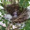 Red-vented Bulbul's nest
