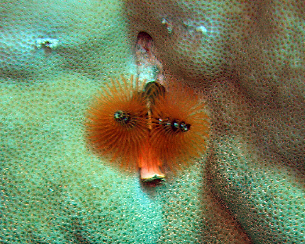 Christmas tree worm