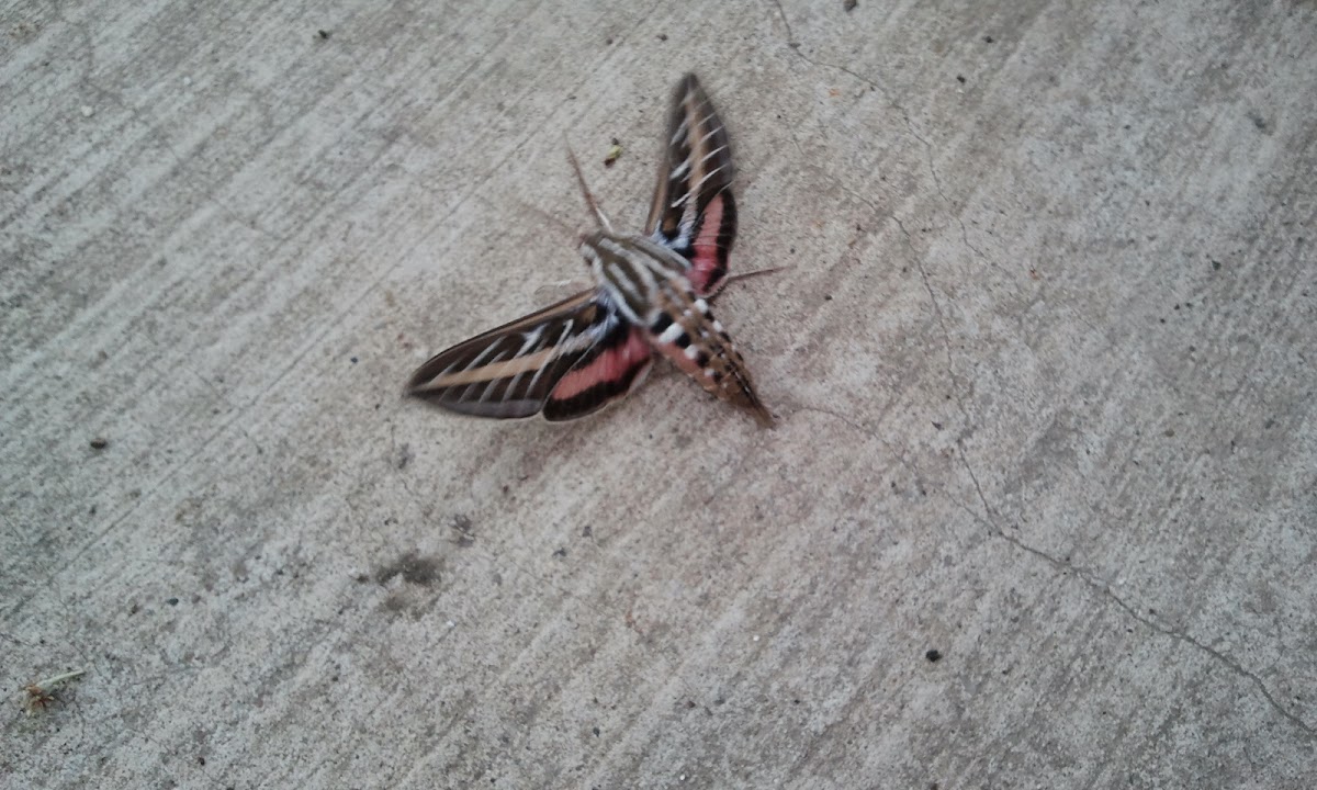 White-lined Sphinx Moth