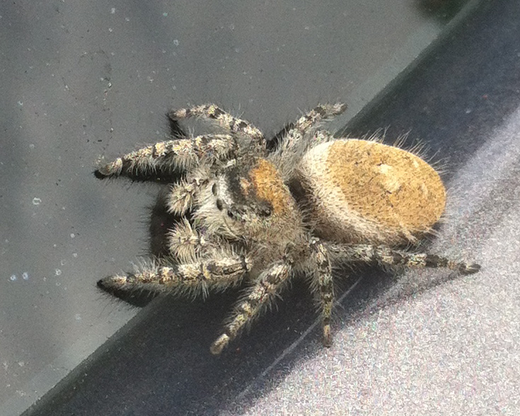 (Female) Jumping Spider