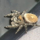 (Female) Jumping Spider