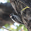 Downy Woodpecker