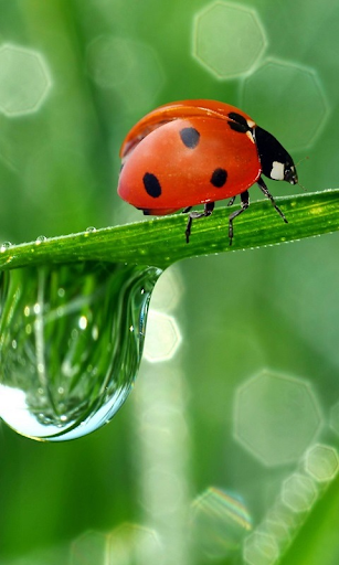 Ladybug Live Wallpaper