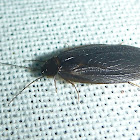 Paper-thin Cockroach