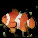Live  aquarium Wallpaper