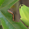 gulf fritillary caterpillar